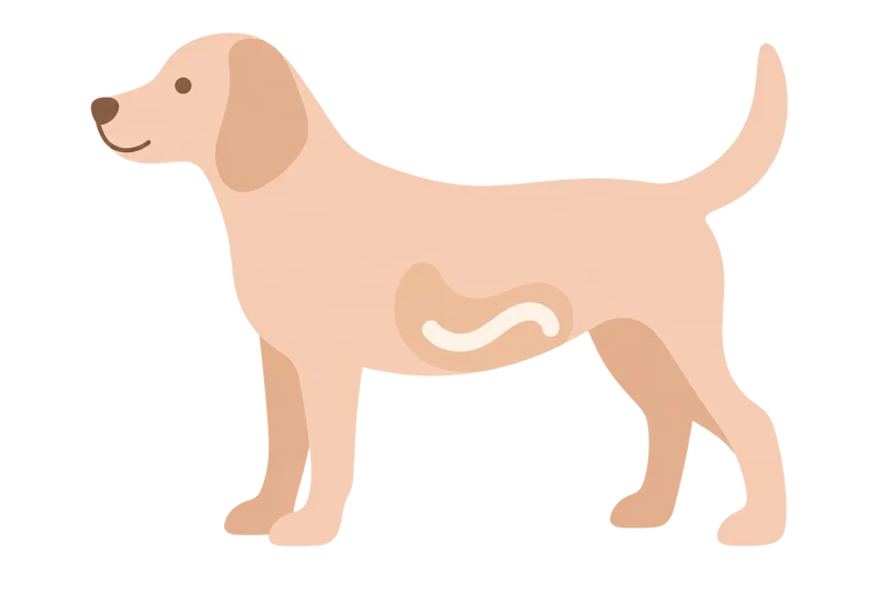 Illustration of a dog with health focus areas