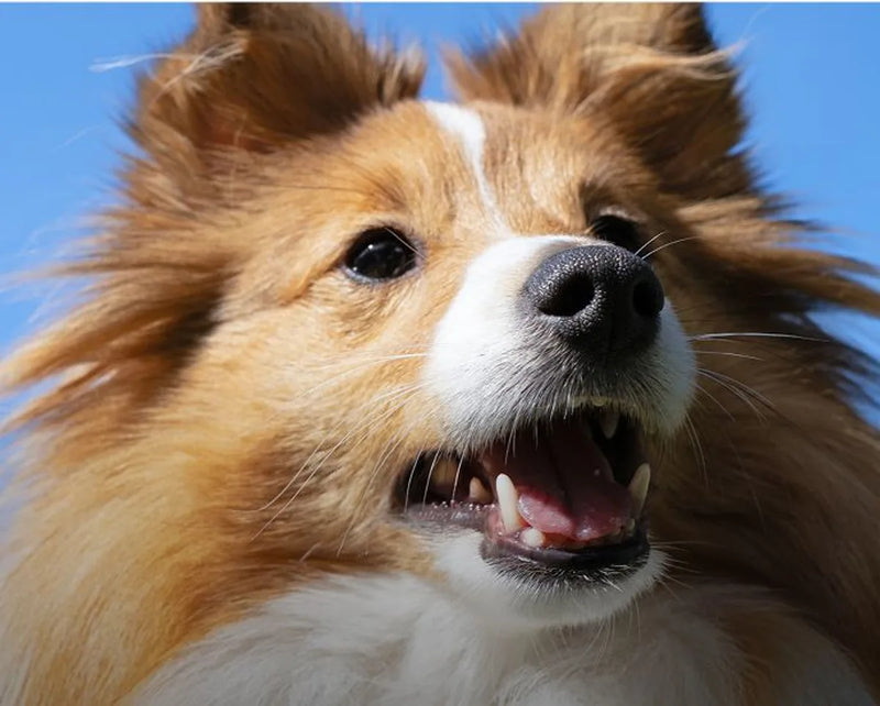 Close-up of a smiling sheltie dog