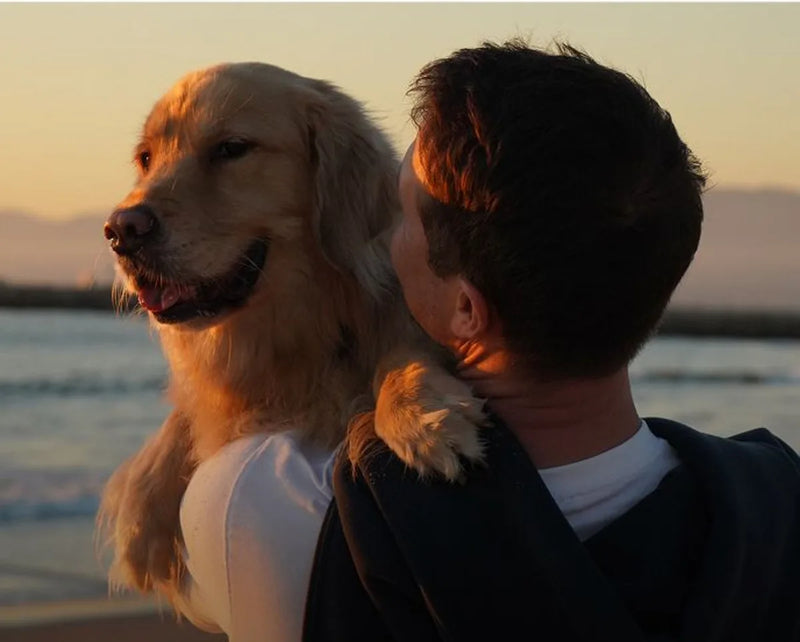 Golden retriever resting its head on its owner's shoulder at sunset