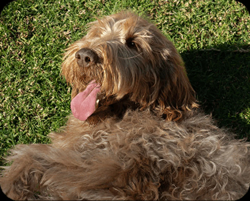 Fluffy dog relaxing on the grass with its tongue out