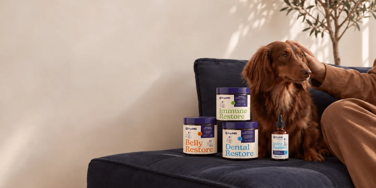 PupMD Belly Restore, Immune Restore, Dental Restore and Joint Restore beside a happy dog