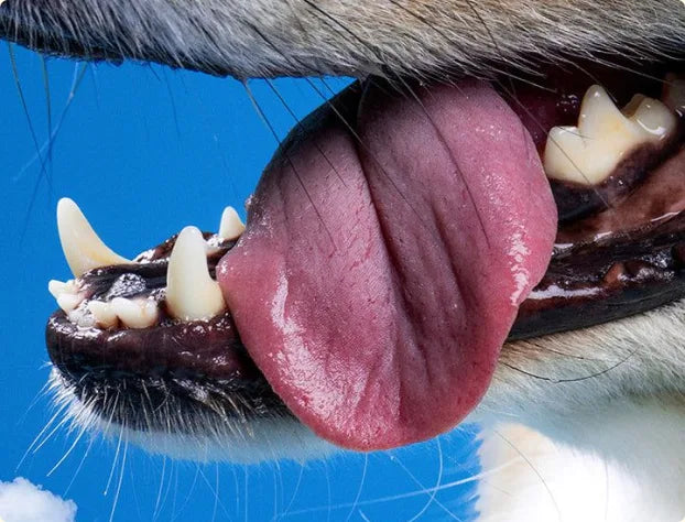 Close-up of a dog with its tongue out against a blue sky
