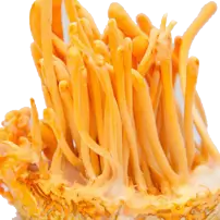 Advanced Strength Cordyceps