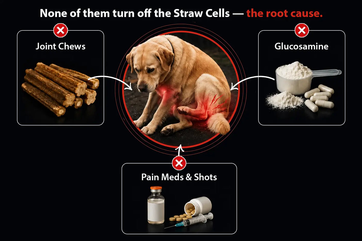 Signs of joint pain in dogs
