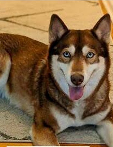 Husky after Belly Restore with calmer skin