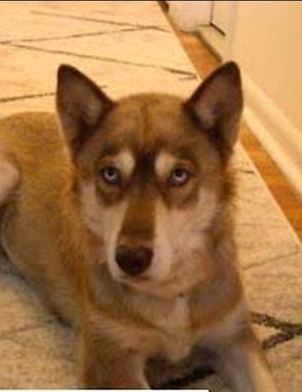 Husky before Belly Restore