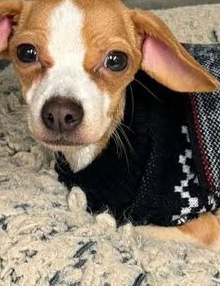 Beagle mix after Belly Restore