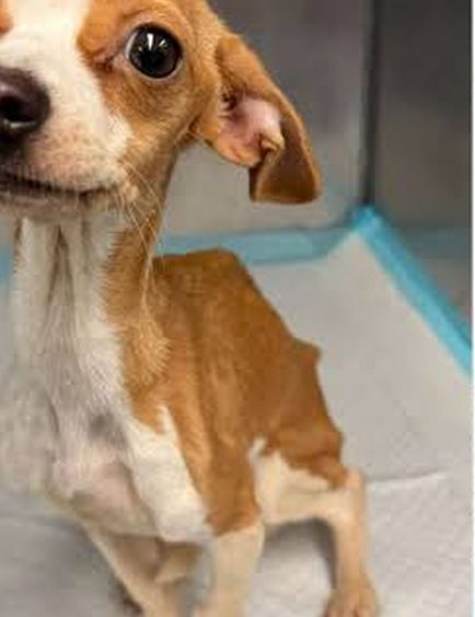Beagle mix before Belly Restore