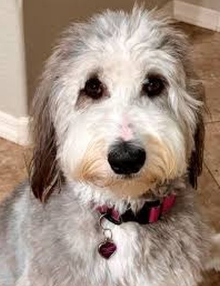 Sheepadoodle after Belly Restore with more energy
