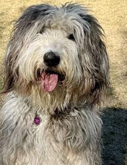 Sheepadoodle before Belly Restore