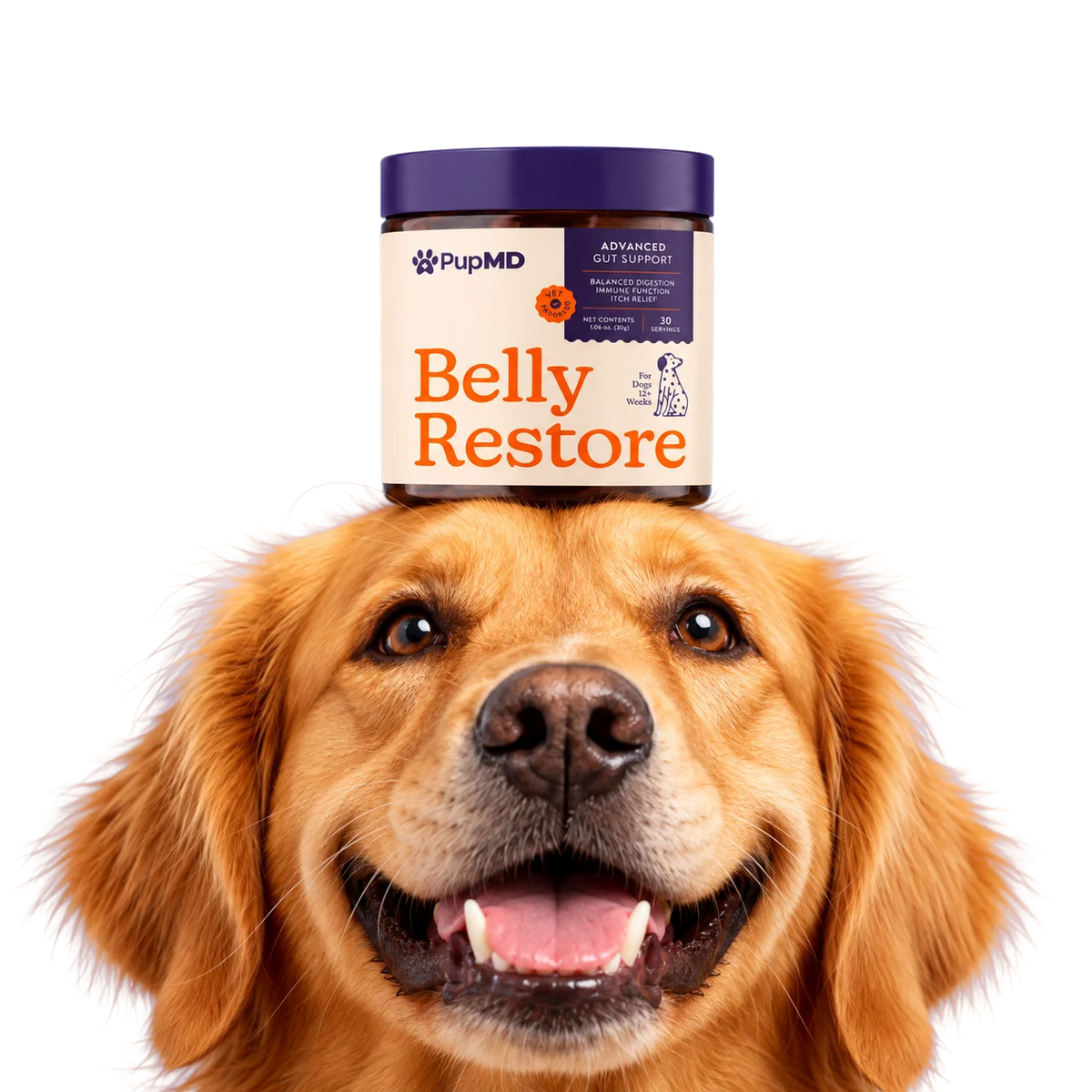 Happy golden retriever balancing a jar of Belly Restore on its head