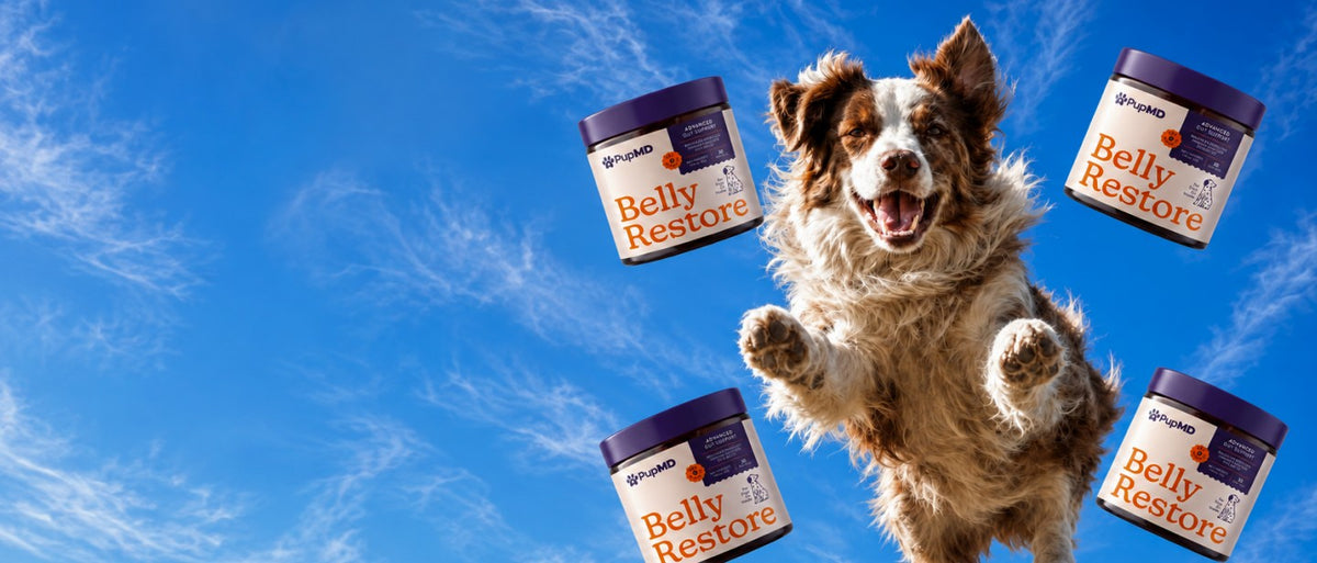 Happy dog leaping through the sky surrounded by Belly Restore jars