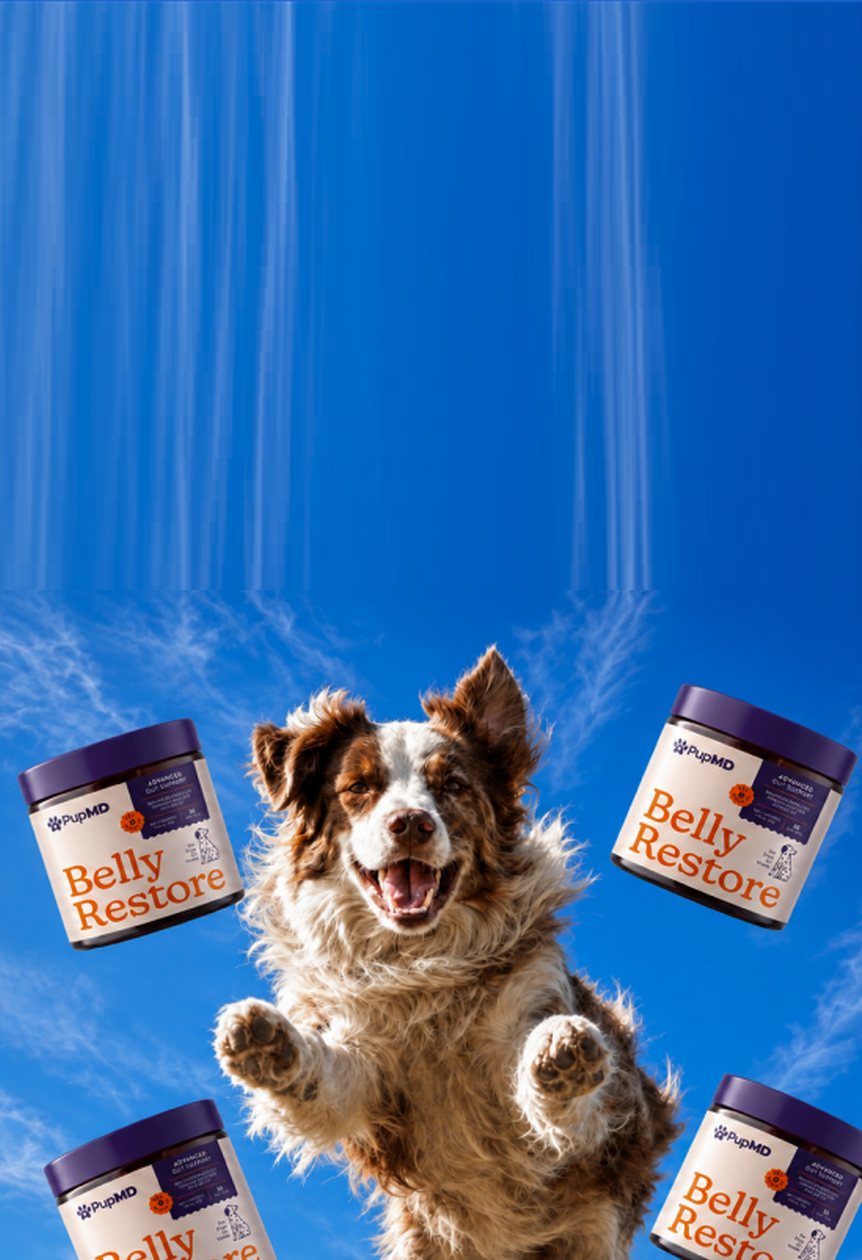 Happy dog leaping through the sky surrounded by Belly Restore jars