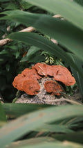 Reishi & Cordyceps Mushroom Extracts