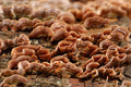 Turkey Tail Mushroom Extract (Core Ingredient)